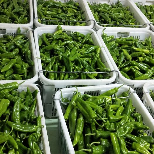 保山菜椒 精品蔬菜，地头价。