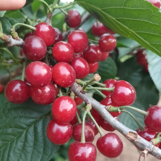 枣庄【零批】1箱3斤包邮 甜樱桃 甜蜜的爱