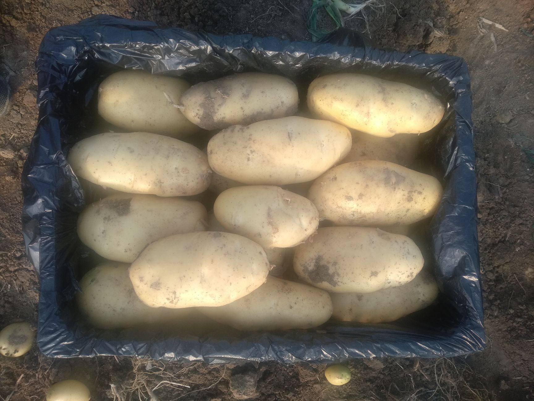 荷兰15号土豆 荷兰15