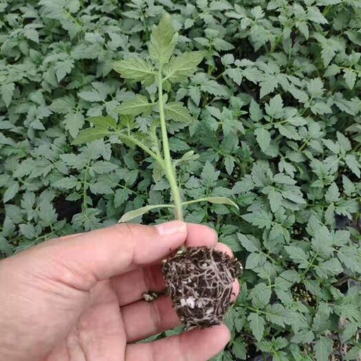 寿光市硬粉番茄苗 耐热抗病毒抗死棵精品大果番茄苗