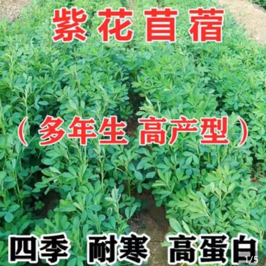 紫花苜蓿种子  紫花苜蓿草种子