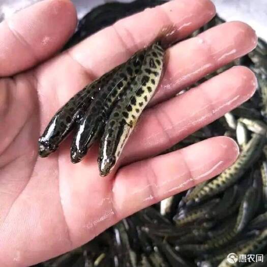 恩平市 大量供应优质黑鱼苗、生鱼苗