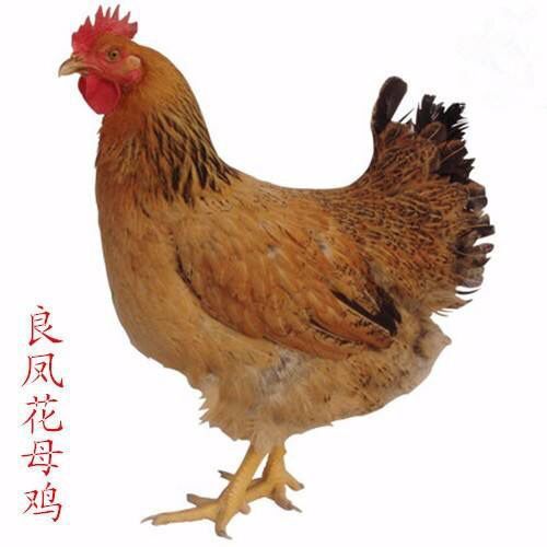 灵川县 2-3斤左右的良凤花母鸡，青脚母鸡玉米喂养120天促销