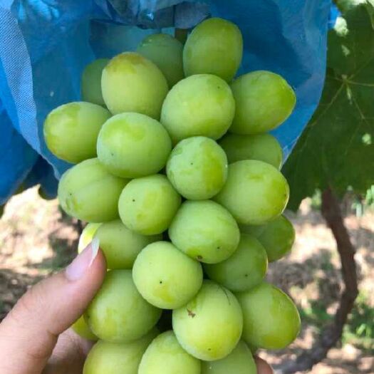 大理市 云南阳光玫瑰，每天都有现货2级果，现货现货现货