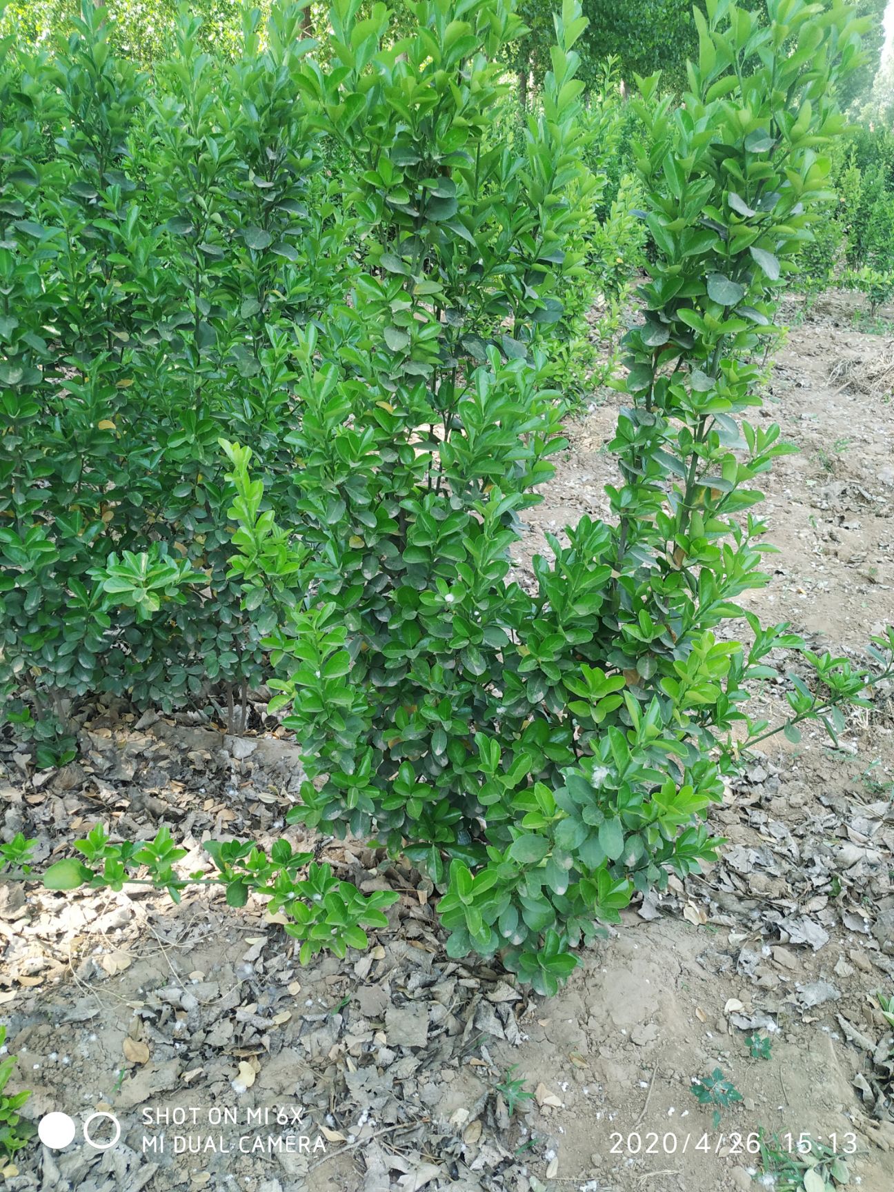  萬畝黃楊基地長期供應各種規(guī)格黃楊苗黃楊球及各種場合綠化苗木