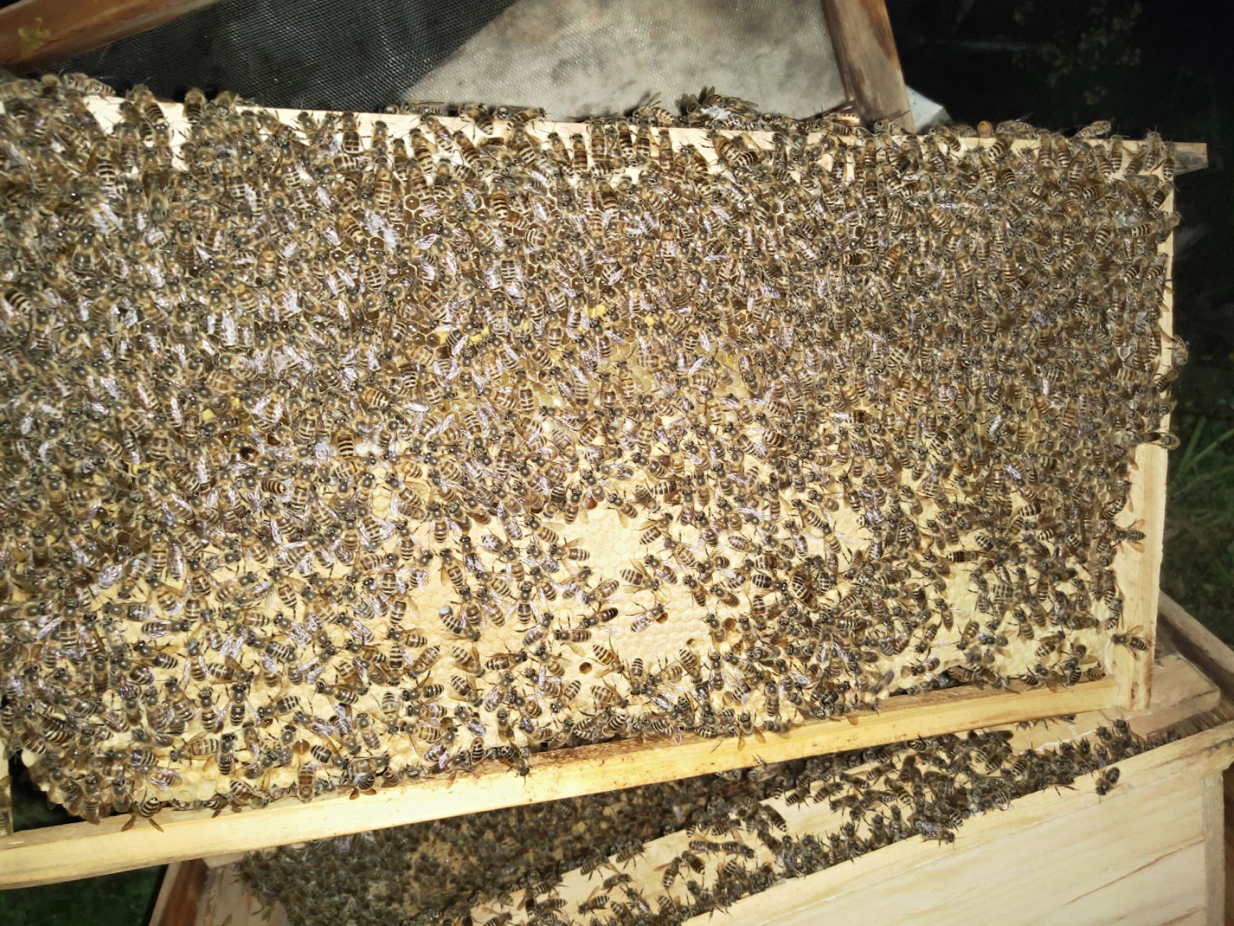  批发零售优质阿坝中蜂