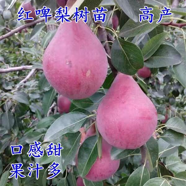 红啤梨苗  红啤梨树苗梨树苗新品种 三包服务 规格齐全 48h发货
