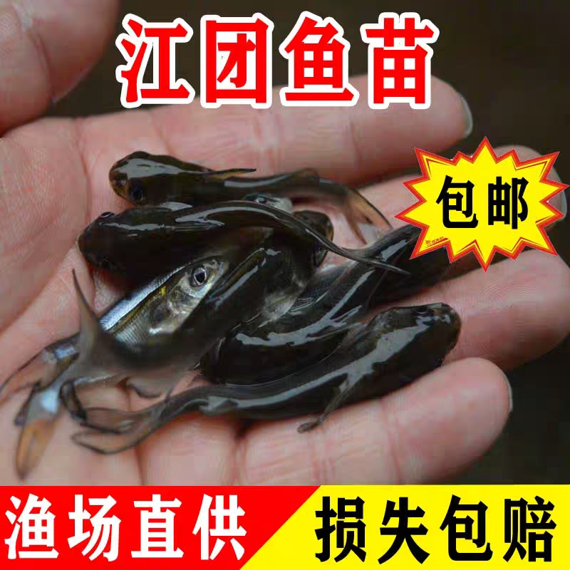 普定县长吻鮠鱼苗  江团鱼苗，叉尾鮰鱼苗，大量出售了