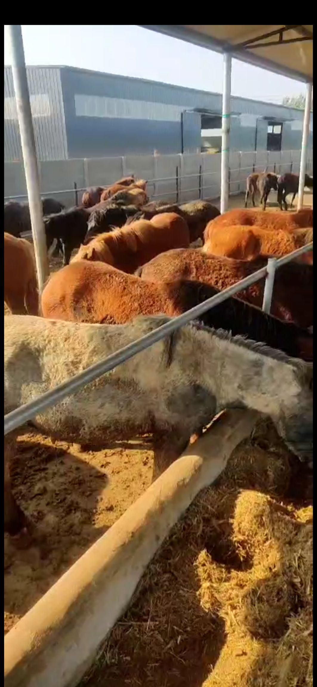  活马育肥马二岁子好膘马