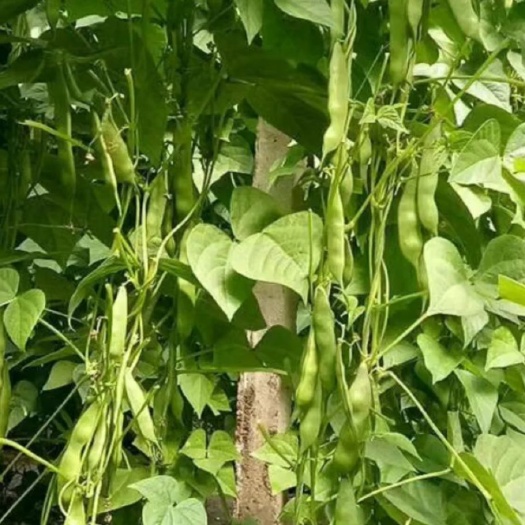  吉林扶余豆角即将上市