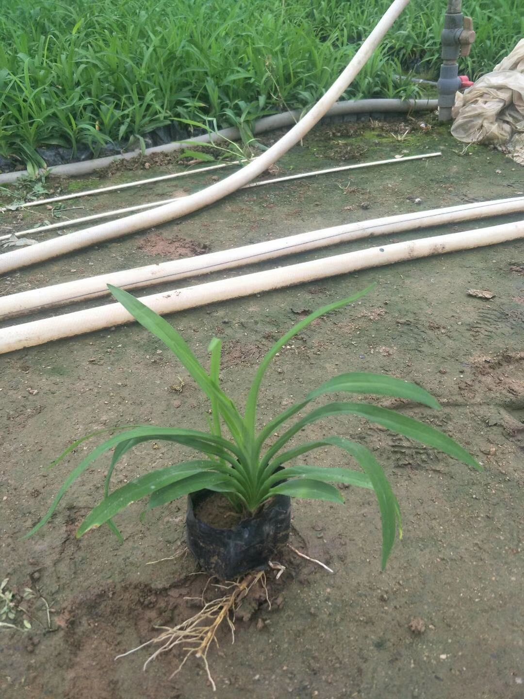  大花萱草