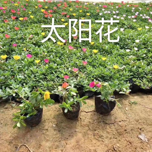 青州市太阳花锦 太阳花，单棵，多色，半枝莲单瓣，双瓣
