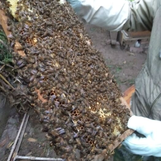 富顺县土蜂蜜 农家蜜