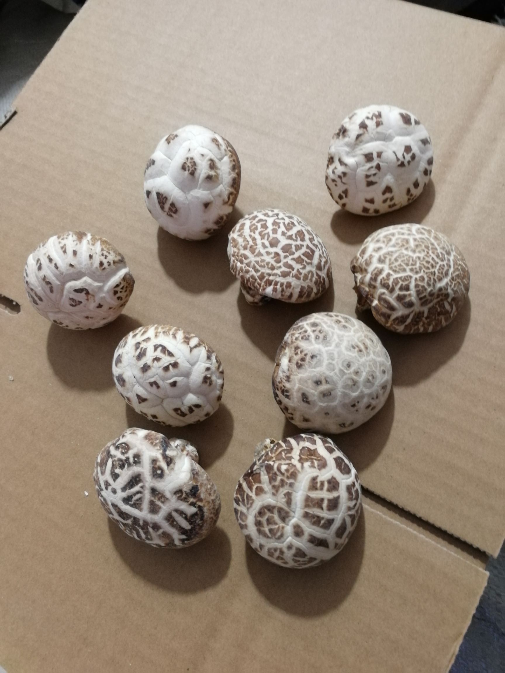 基地直销 白花菇 未剪脚 常年供应批发基地