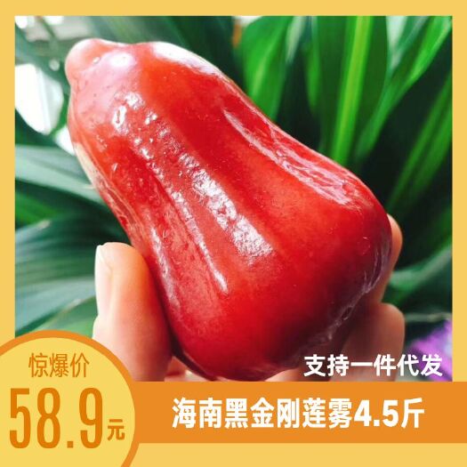 海口 (顺丰空运) 海南黑金刚莲雾4.5斤 支持一件代发