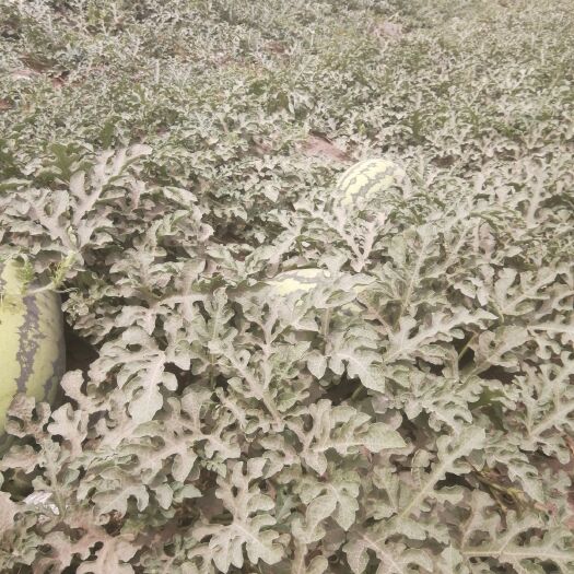 吐鲁番 千亩地主直供新疆吐鲁番火焰山西瓜