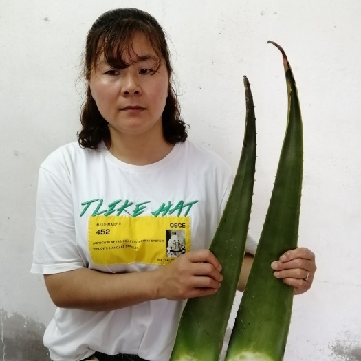 汉川市 库垃索芦荟灌肤鲜叶，美容院护肤。粘稠度高，超大叶片。