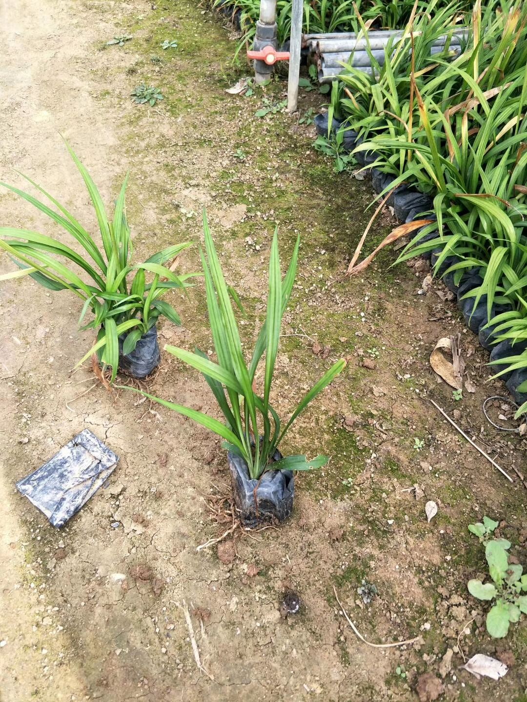  大花萱草