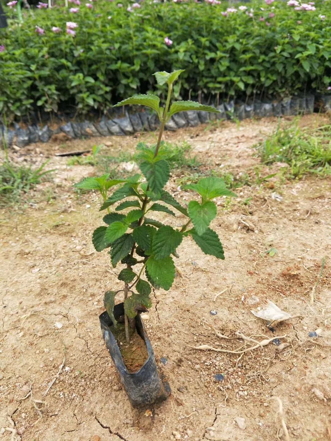  五色梅 马缨丹盆栽 紫花马缨丹 黄花马缨丹量大从优