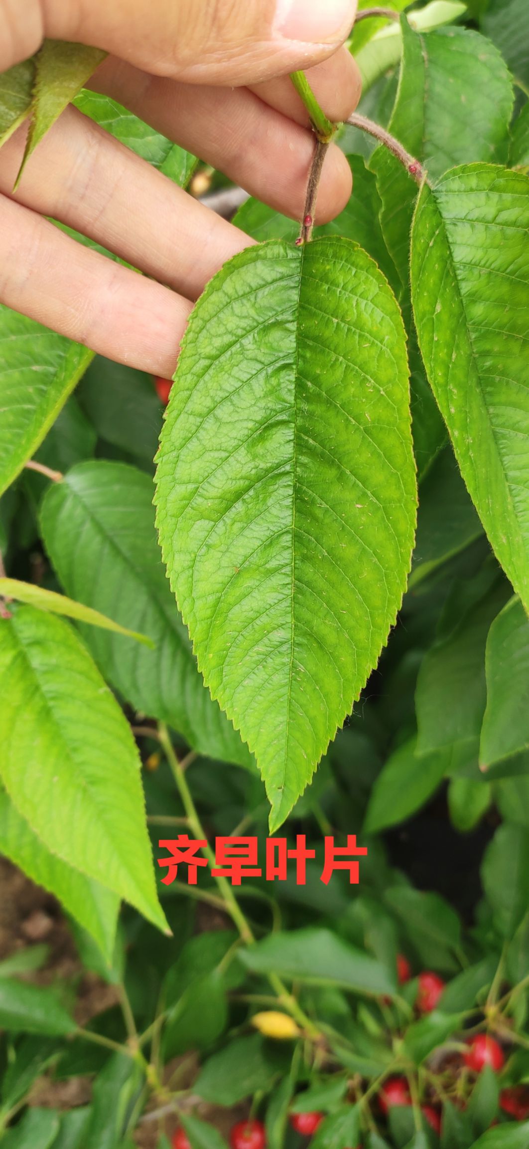  早熟新品種——齊早大櫻桃苗，自花授粉，沒有畸形果，極抗倒春