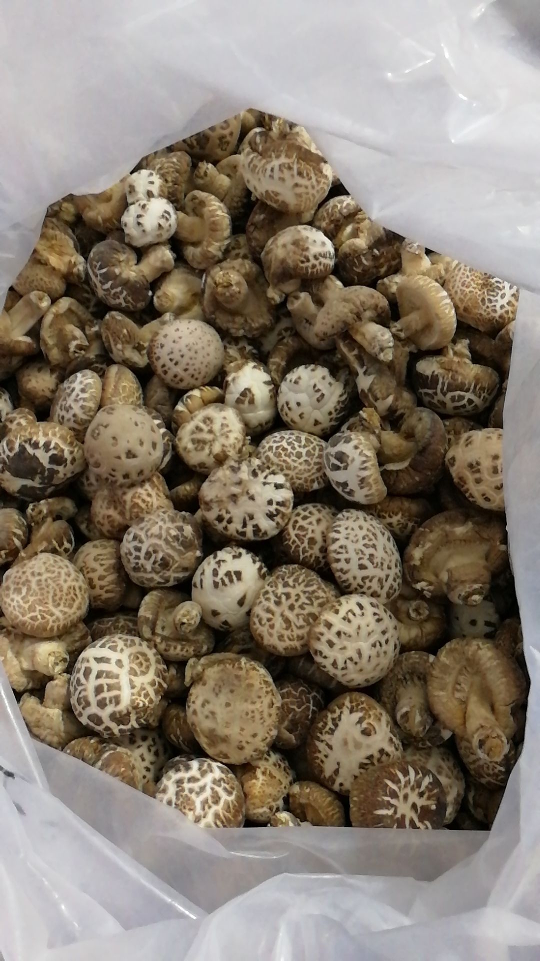 基地直销 白花菇 未剪脚 常年供应批发基地