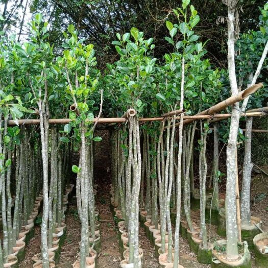 灵山县 菠萝蜜苗