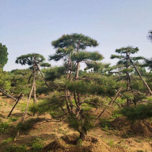 济南造型松树 造型景观松