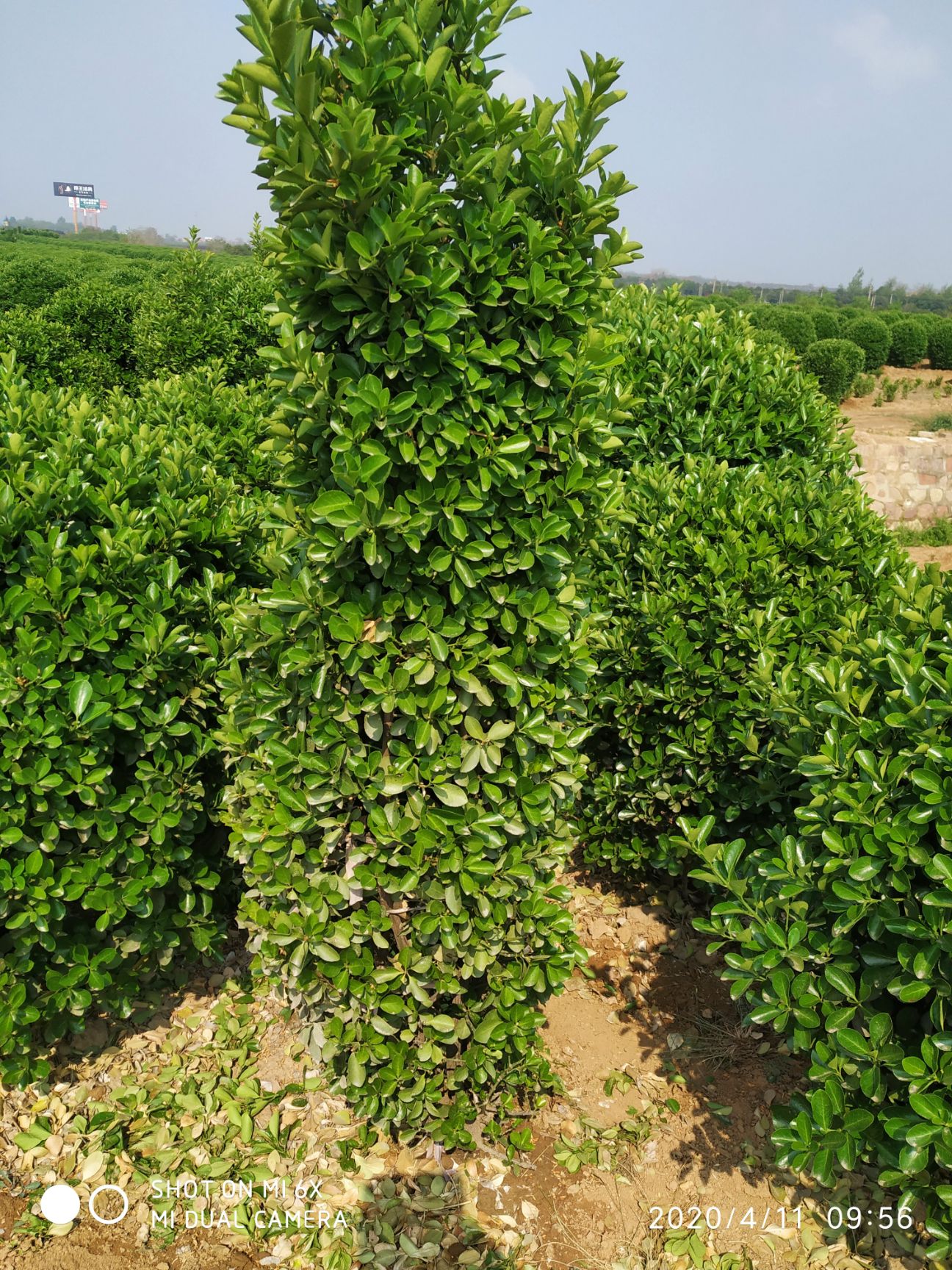  萬畝黃楊基地長期供應各種規(guī)格黃楊苗黃楊球及各種場合綠化苗木