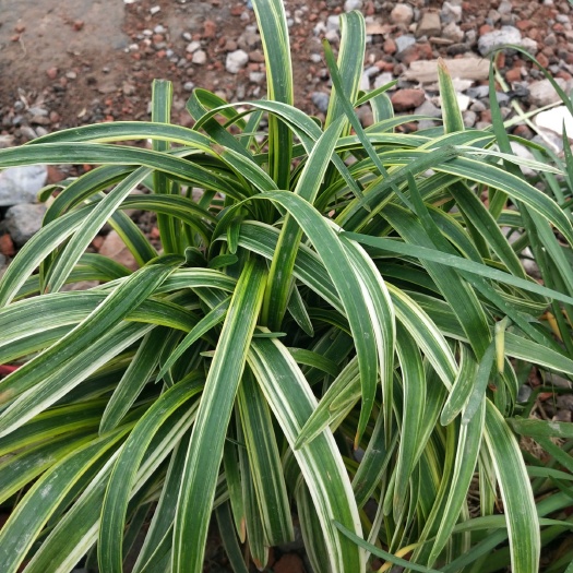 杭州麦冬草 金边麦冬，精品苗