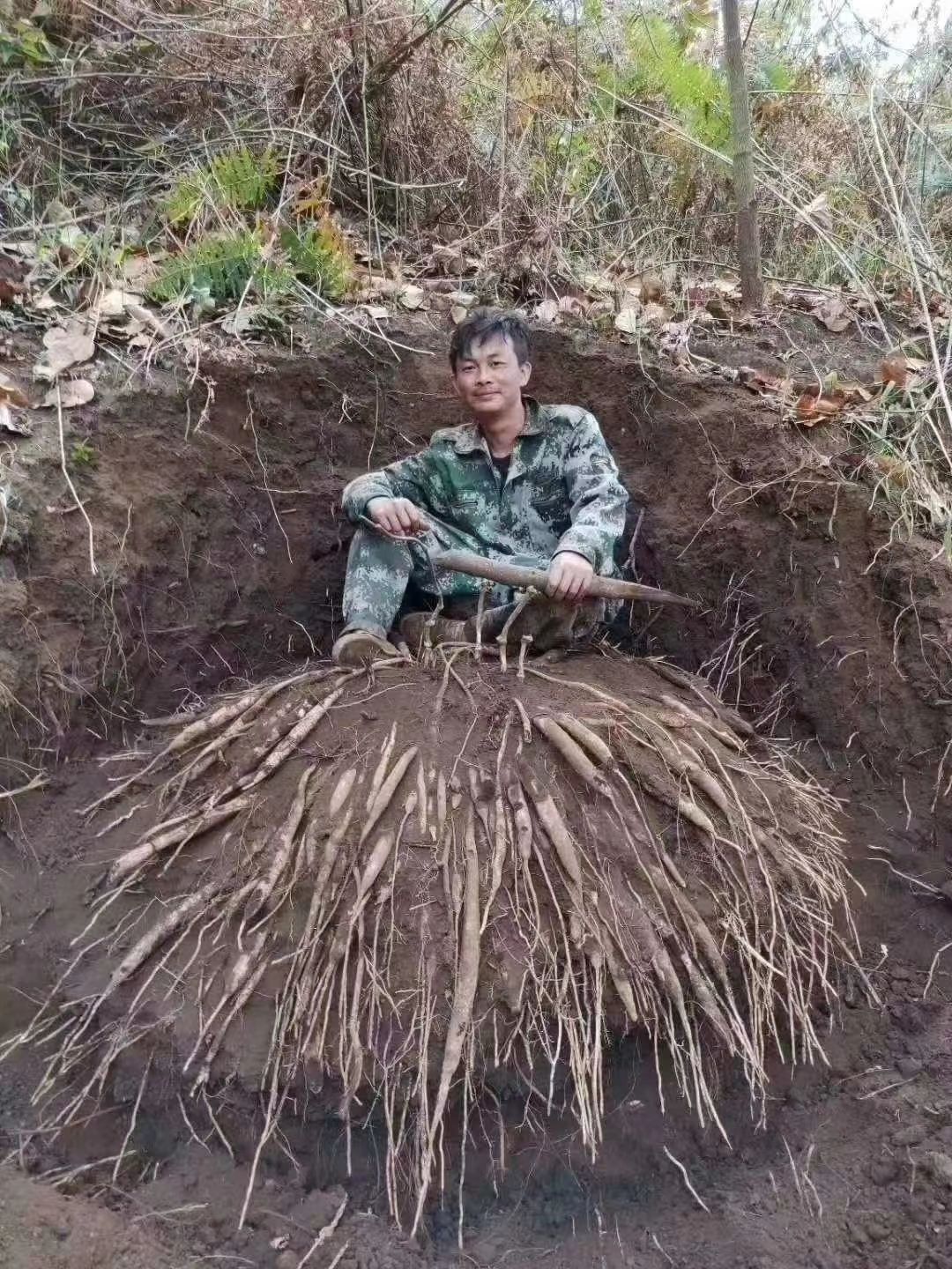基地直高产露天对叶百部苗  基地直供带技术指导  包回收