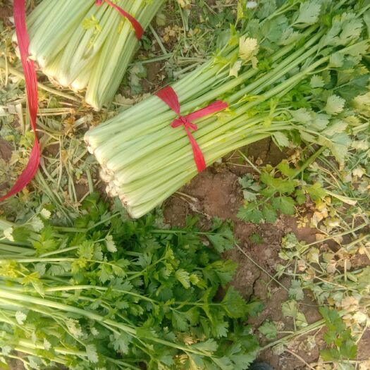 夏邑县黄心芹  予东万亩蔬菜大棚芹菜大量上市中