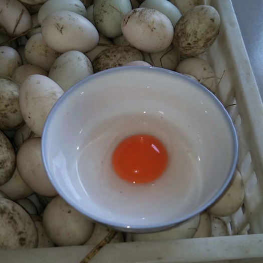 高邮市土鸭蛋 食用 散装
