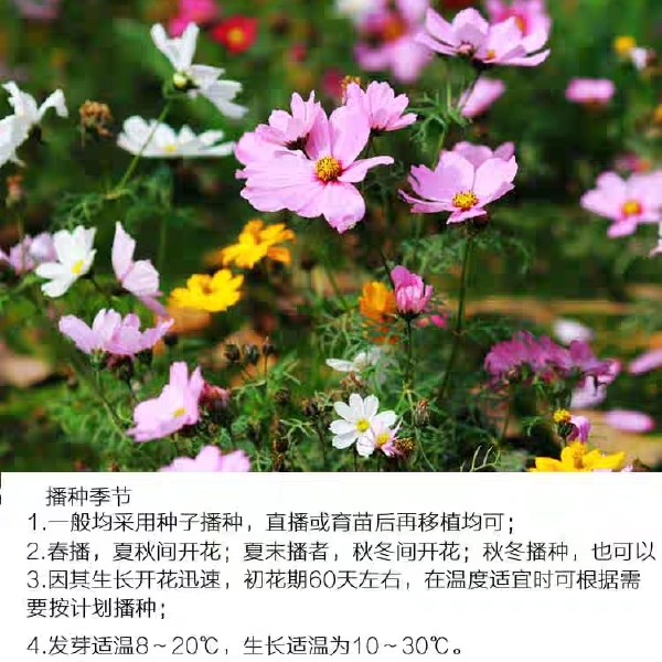 百日草种子 百日草别名百日菊、火球花、步步高、长久草、鱼尾菊、对叶