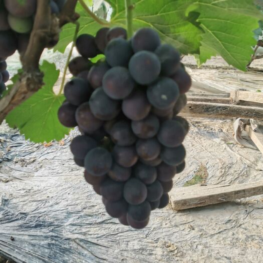 单县 夏黑葡萄大量成熟，大棚葡萄种植口感甜，色泽鲜艳