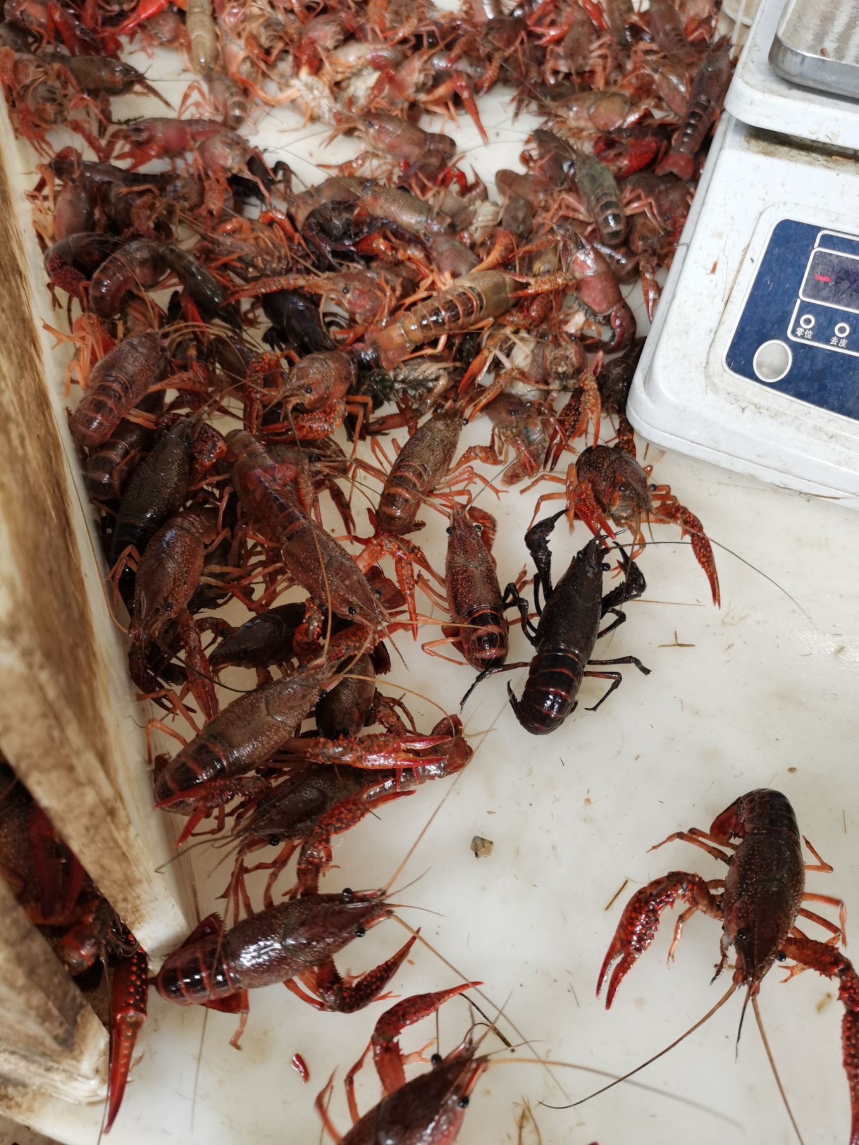 潜江小龙虾 各种规格，需要的联系