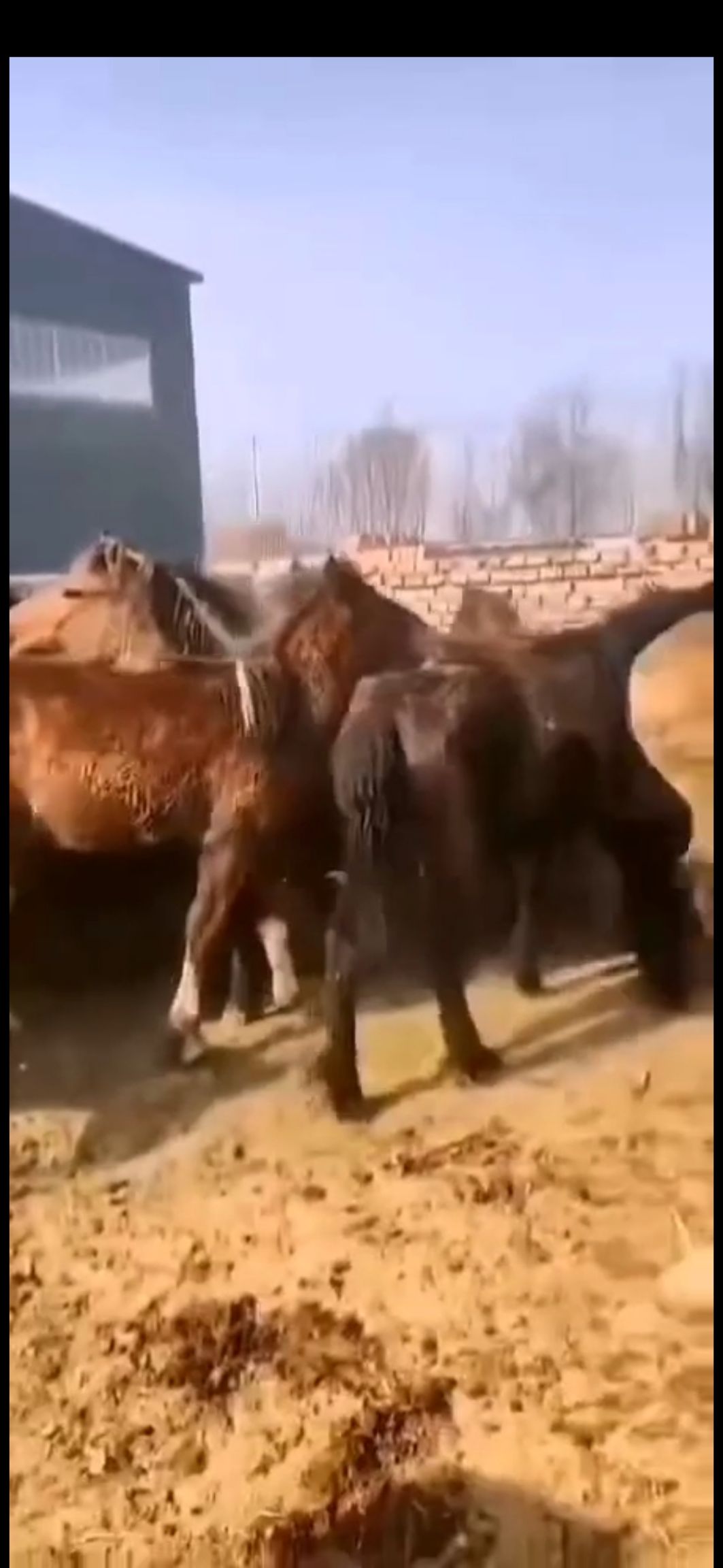 活马育肥马二岁子好膘马
