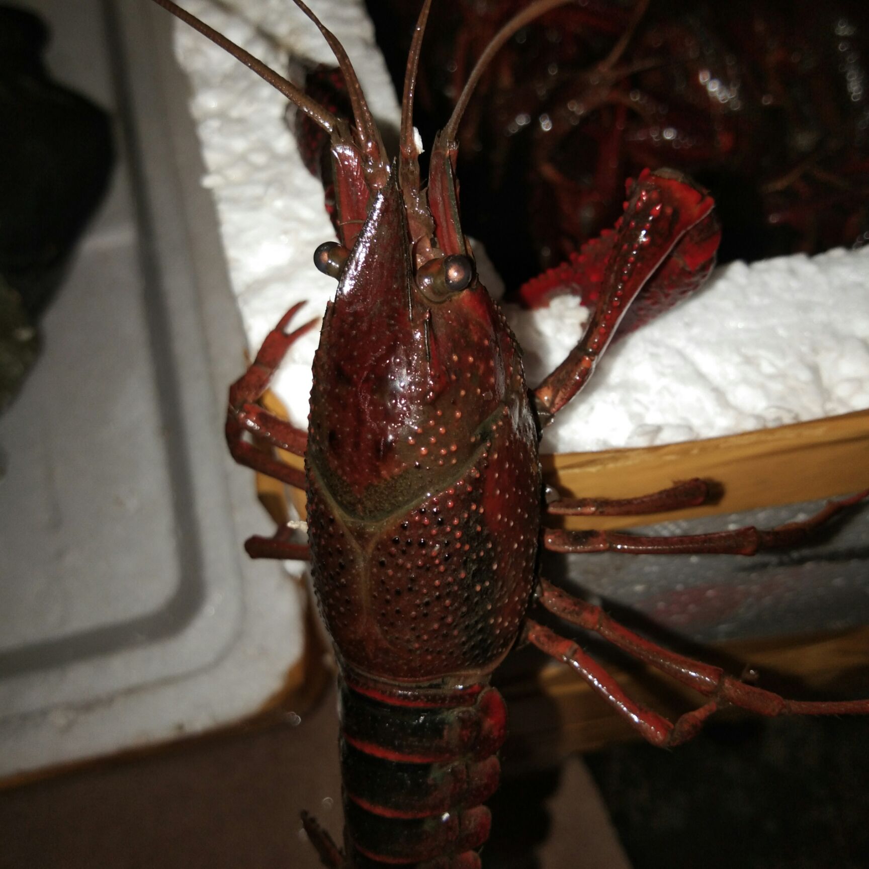  潜江产地小龙虾，质优价廉，合作共赢