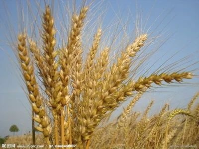 沙洋县 2020年全新小麦大量供应