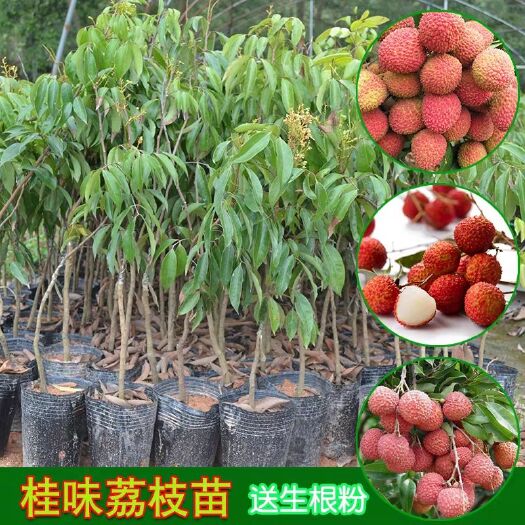 灵山县 桂味 妃子笑荔枝苗