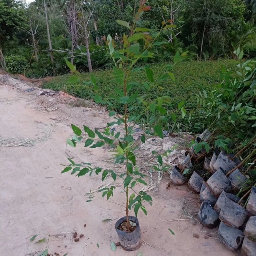 漳州DH3229桉树 量大请联系卖家