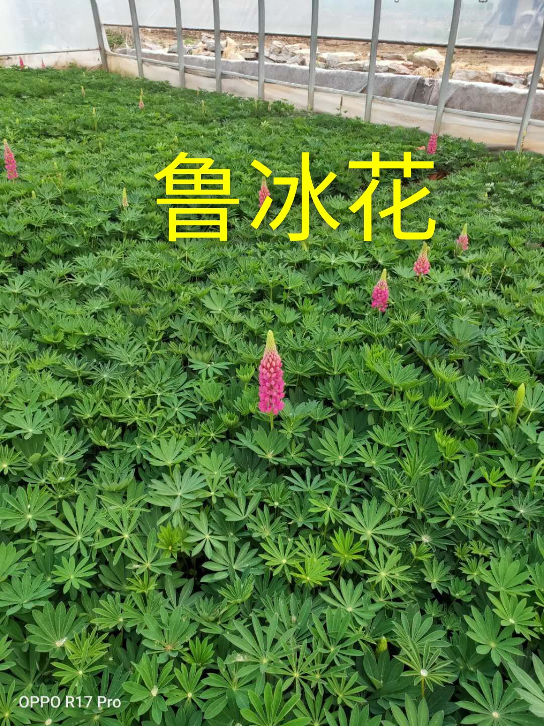 青州市鲁冰花盆栽 鲁冰花又叫羽扇豆，基地直销颜色全量大价低