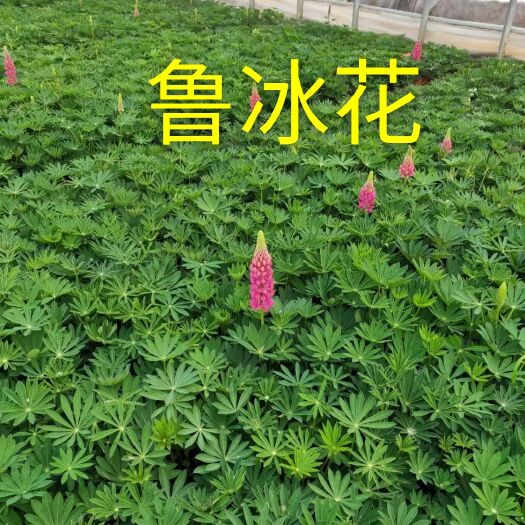 青州市鲁冰花盆栽 鲁冰花又叫羽扇豆，基地直销颜色全量大价低