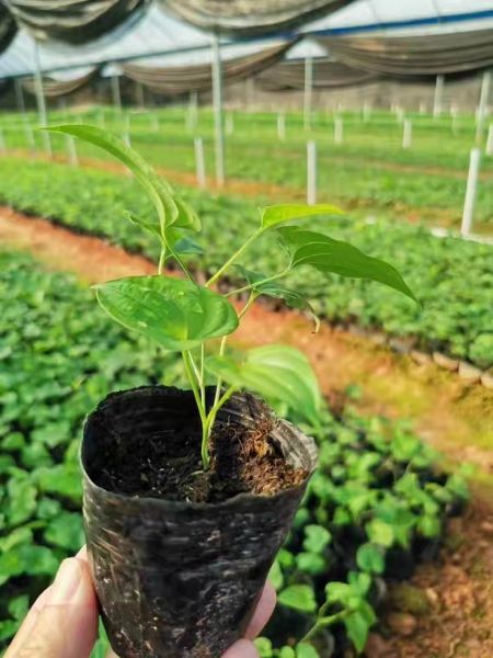 廣西百部種子種苗百部草百條根高產紅花白花對葉百部杯苗帶泥