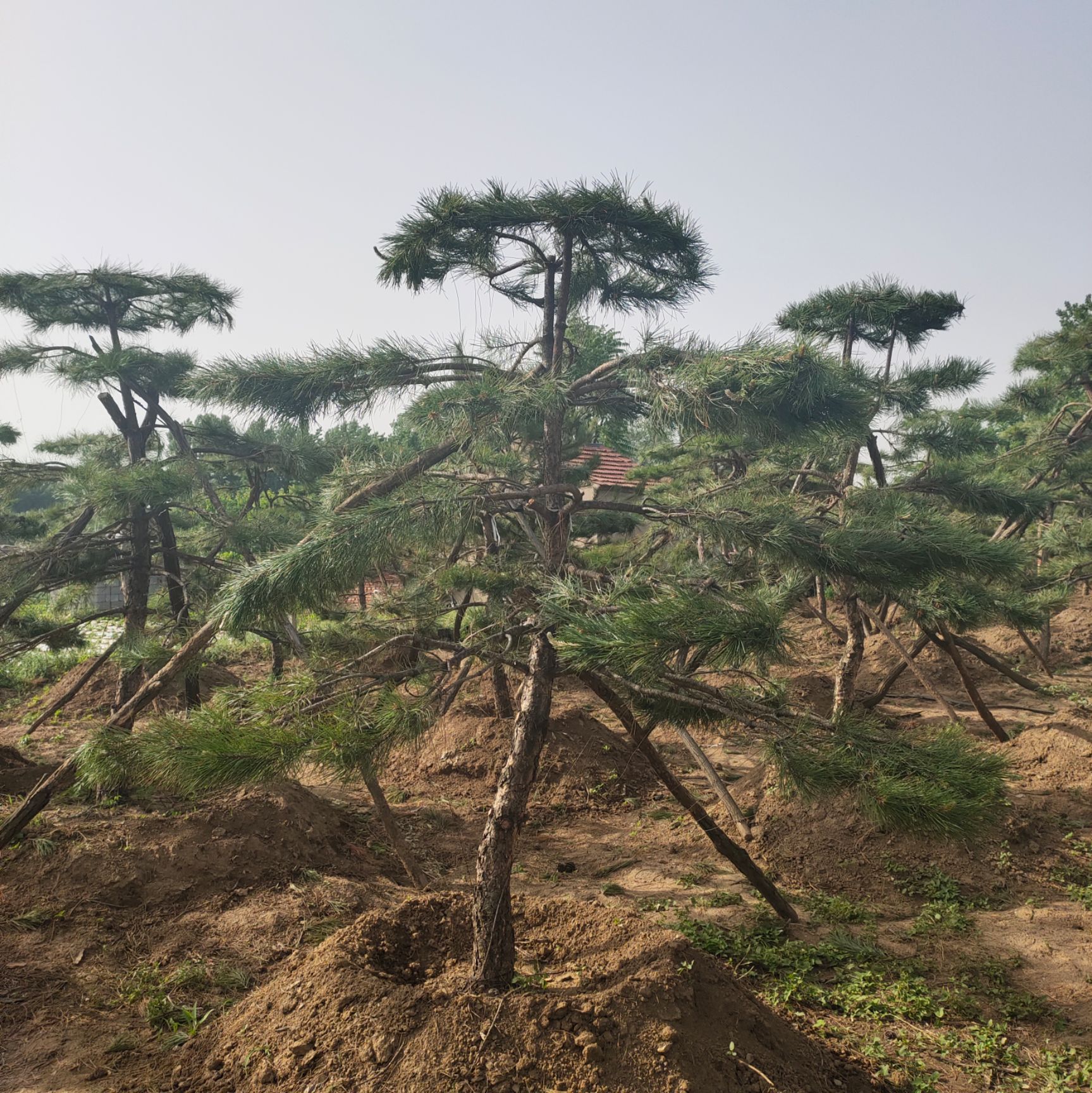 造型松树 造型景观松