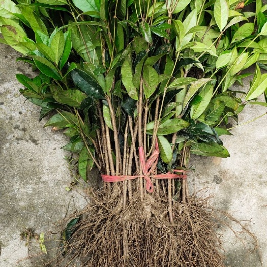 银桂 桂花苗
