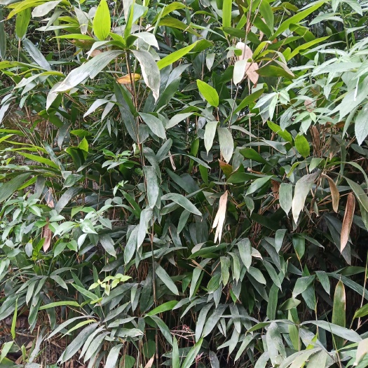 叙永县阔叶箬竹 若竹