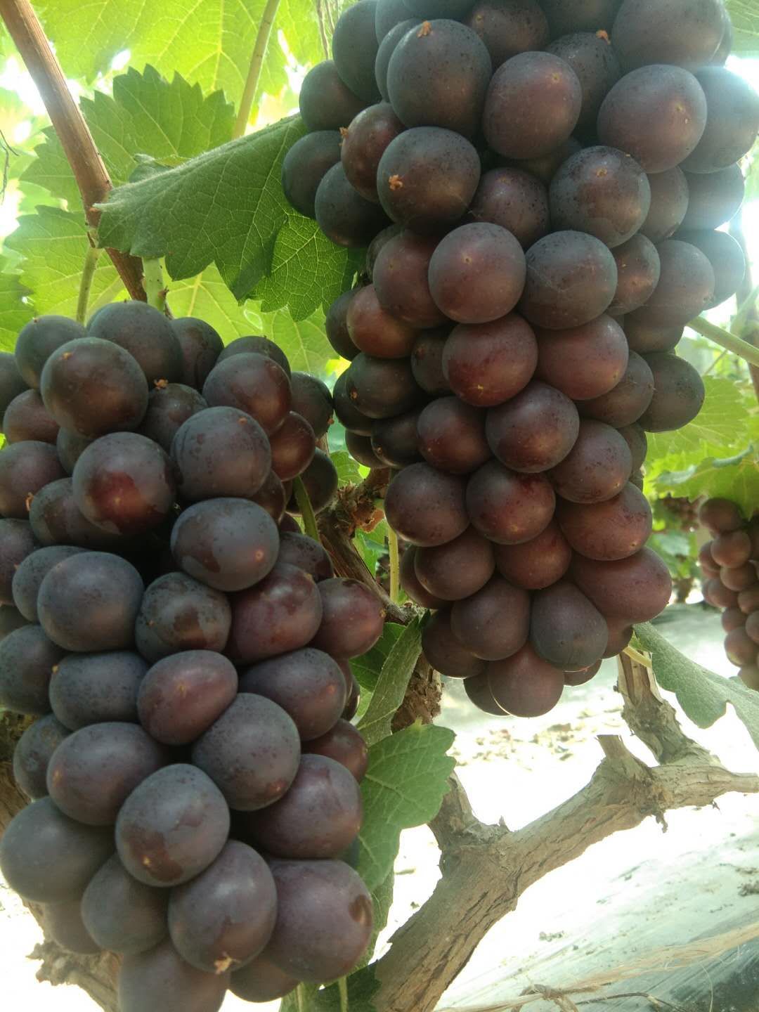  无仔葡萄大量上市