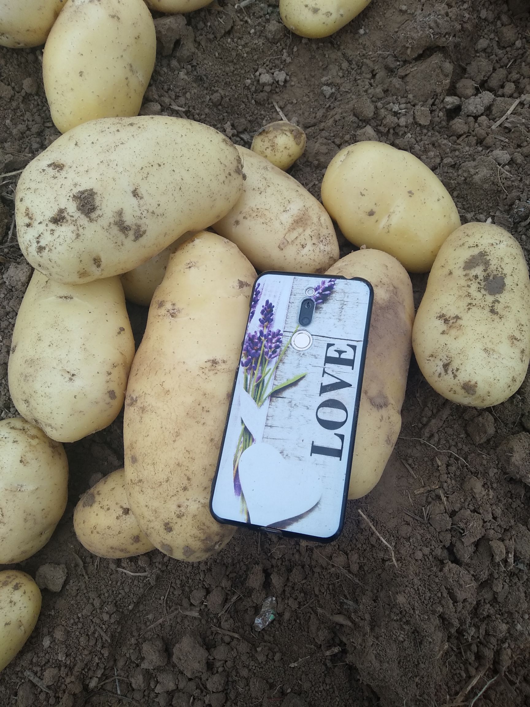 荷兰15号土豆 荷兰15