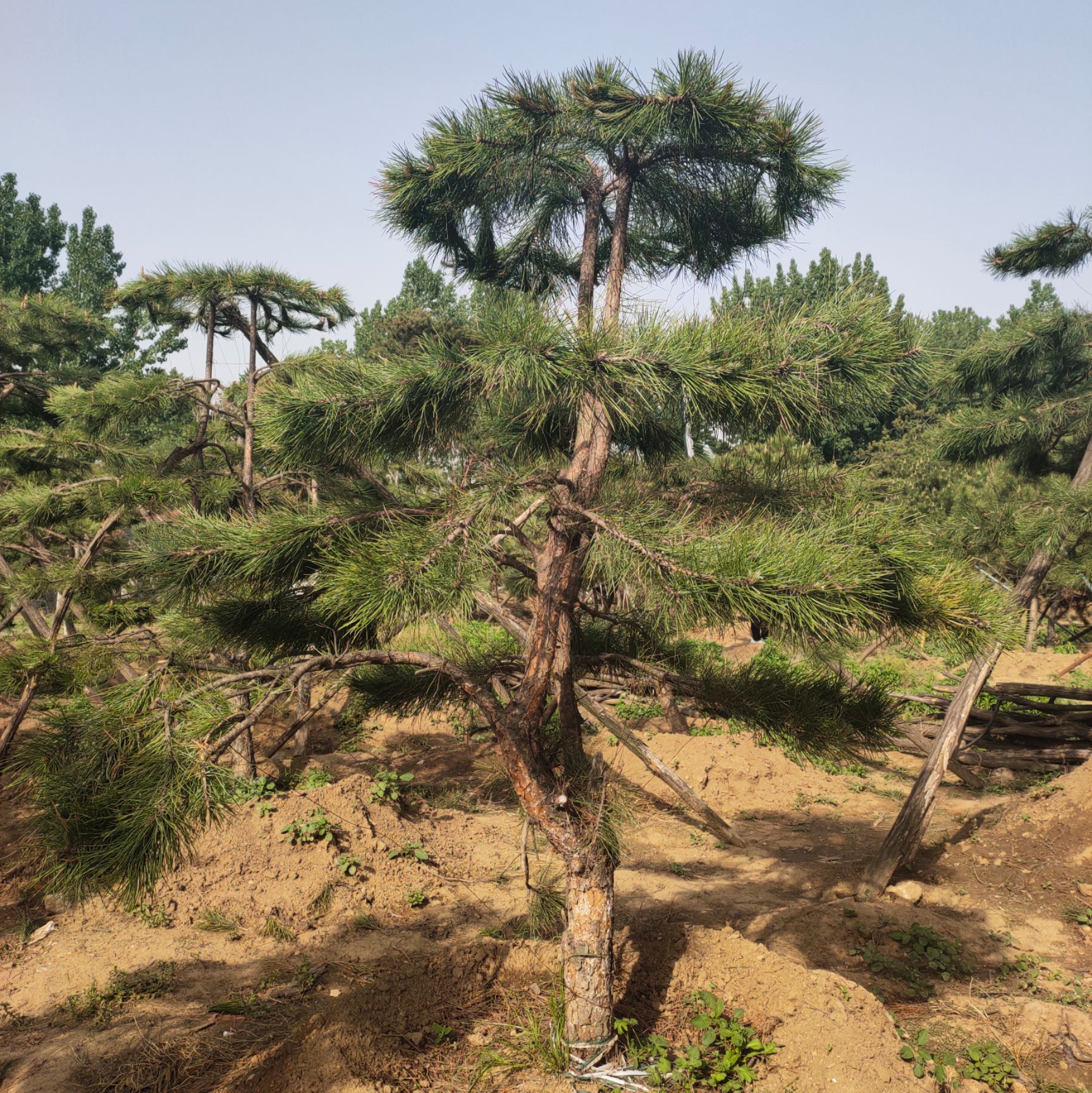 造型松树 造型景观松