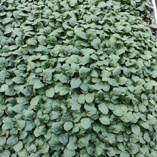  茄子砧木